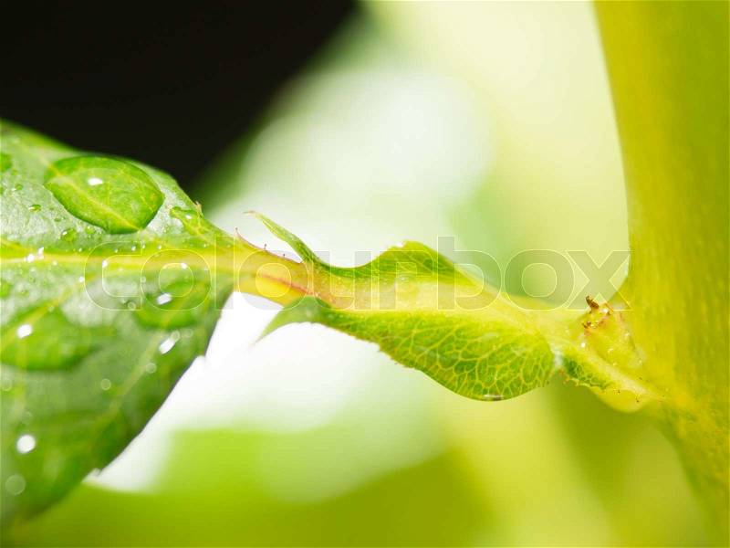Green leaf background with raindrops, stock photo
