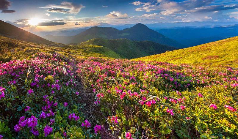 Magic pink rhododendron flowers on summer mountain, stock photo