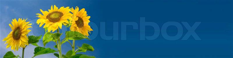 View of nice fresh sunflowers on blue sky back. Banner, stock photo