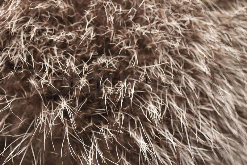 Close up of an animal fur, stock photo