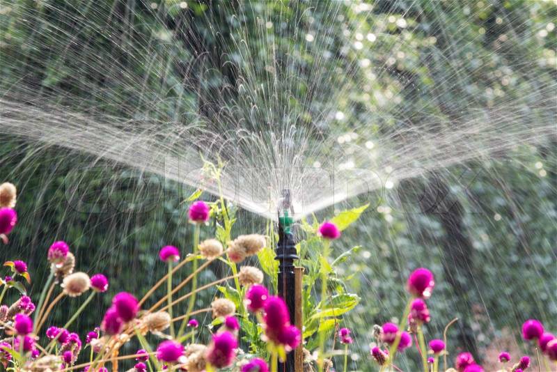 Sprinkler head watering the flowers in garden, stock photo