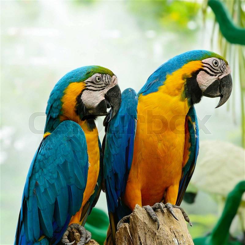 Blue and Gold Macaw aviary, stock photo