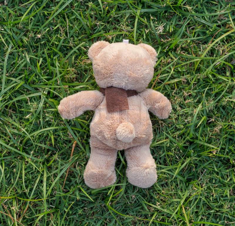 TEDDY BEAR brown color with scarf on the grass,back side, stock photo
