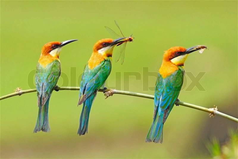 Three of beautiful Chestnut-headed Bee-eater (Merops leschenaulti) with prey on a branch, stock photo