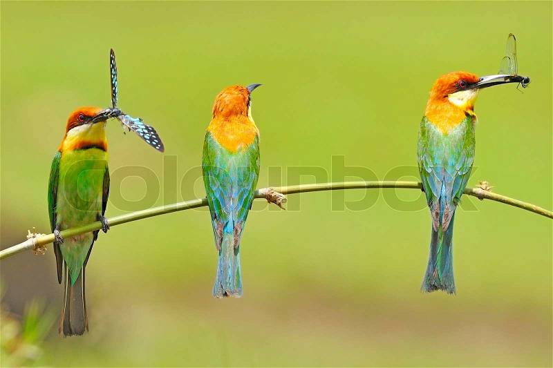 Beautiful parents of Chestnut-headed Bee-eater (Merops leschenaulti) on a branch in green nature background, stock photo