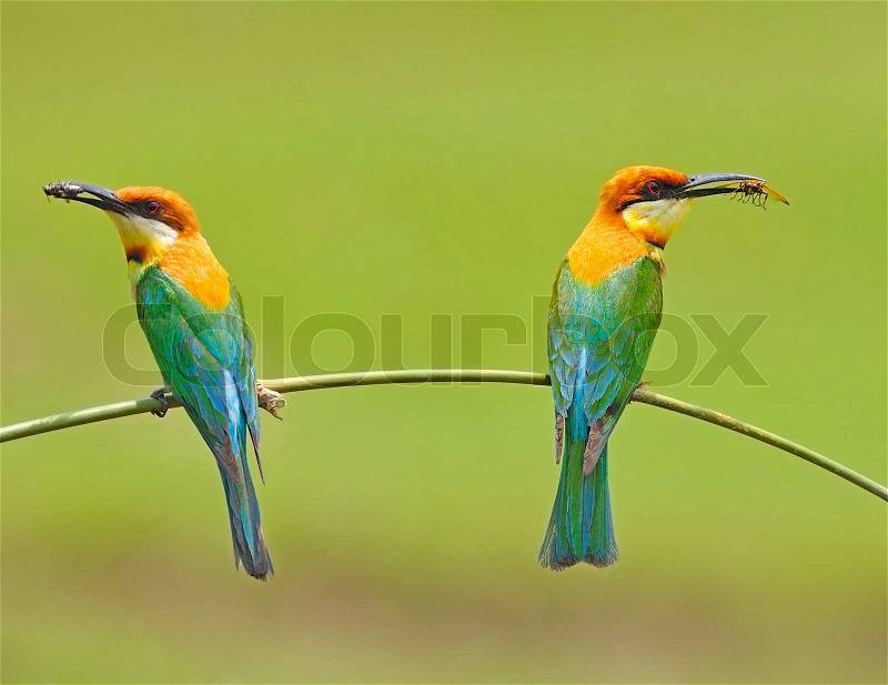 For our chicks with bees of Chestnut-headed Bee-eater (Merops leschenaulti) on a branch in green nature background, stock photo