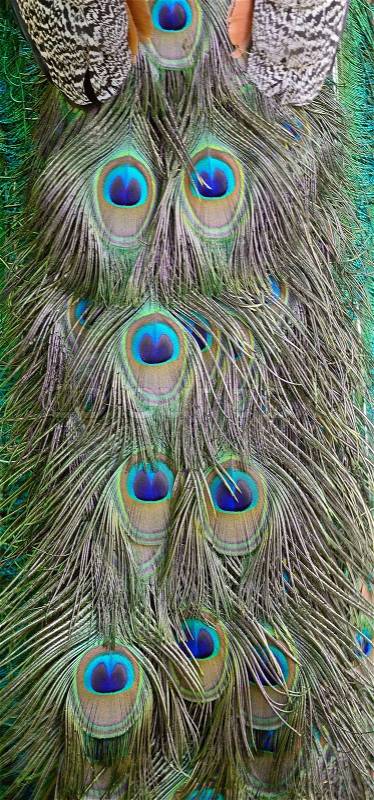 Green Peafowl feather background, stock photo