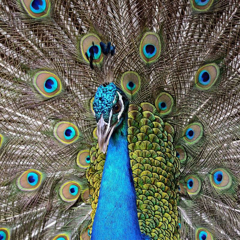 Beautiful male Green Peafowl (Pavo muticus), with colorful tail fully open, stock photo