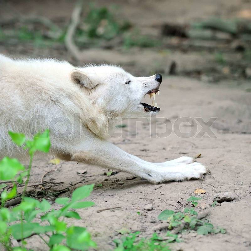 White wolf, stock photo