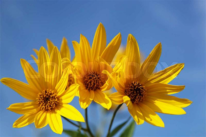 Yellow topinambur flowers (daisy family) against blue sky, stock photo