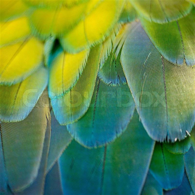 Harlequin Macaw feathers, colorful background texture, stock photo