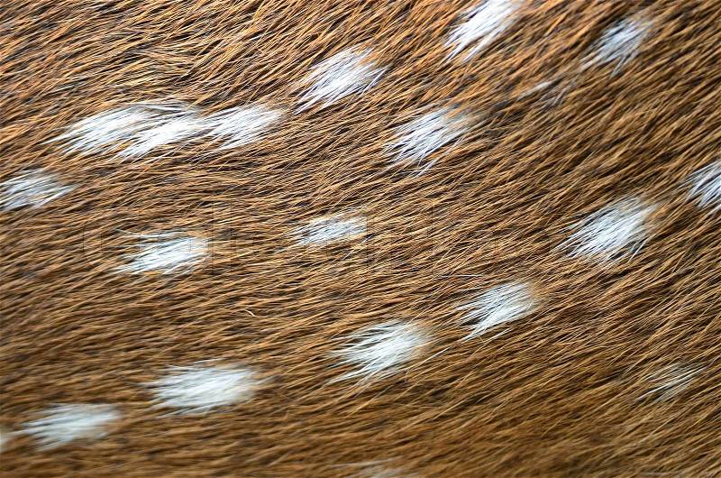 Animal fur, Spotted deer (Cervus axis), background texture skin, stock photo