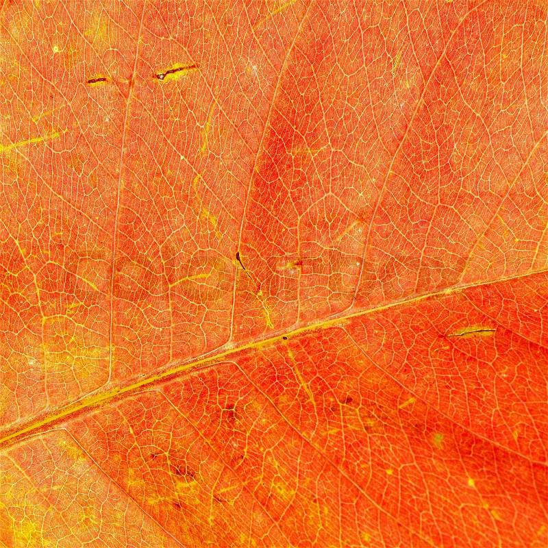 Red leaf abstract background texture, stock photo