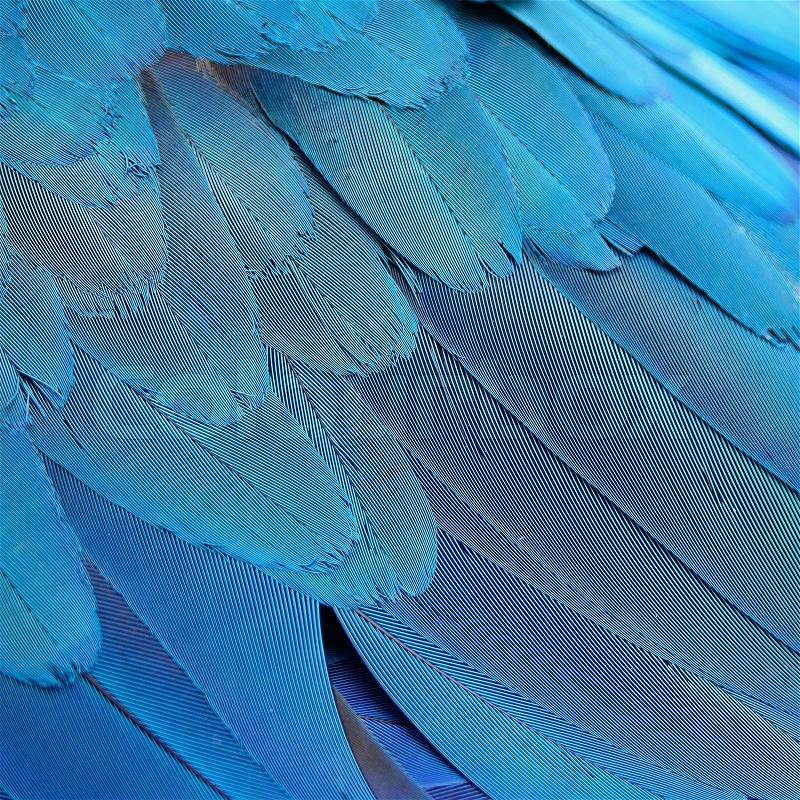 Pattern of Blue and Gold Macaw feathers, stock photo