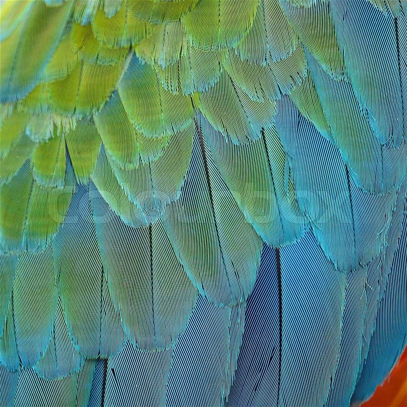 Colorful feathers, Harlequin Macaw feathers background texture , stock photo