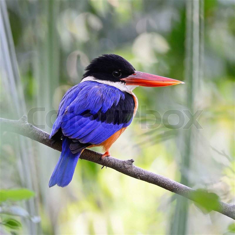 Beautiful Kingfisher bird, Black-capped Kingfisher (Halcyon pileata), standing on a branch, back profile , stock photo