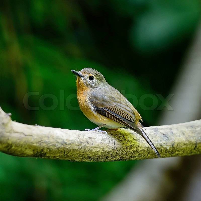 Little brown bird, female Hill Blue Flycatcher (Cyornis banyumas), standing on the log, back profile , stock photo