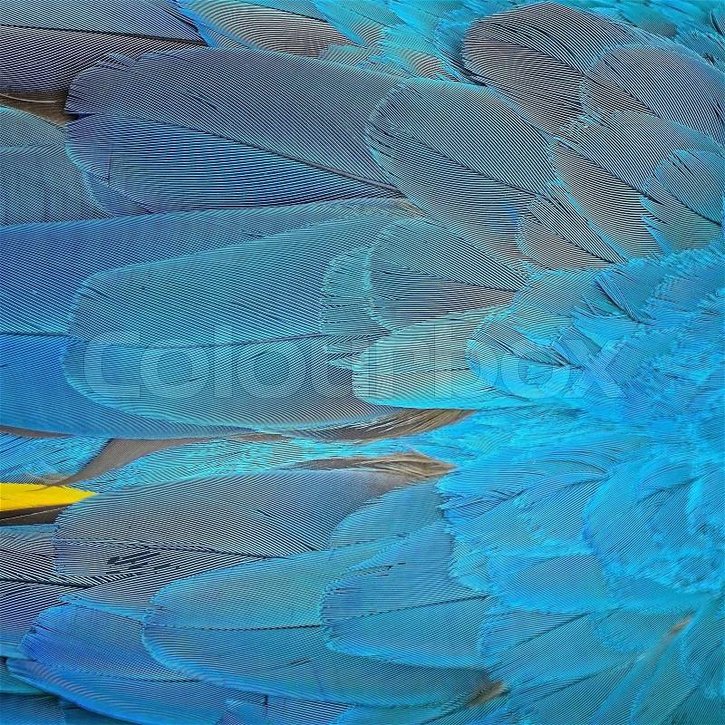 Colorful bird feathers, Blue and Gold Macaw feathers background , stock photo