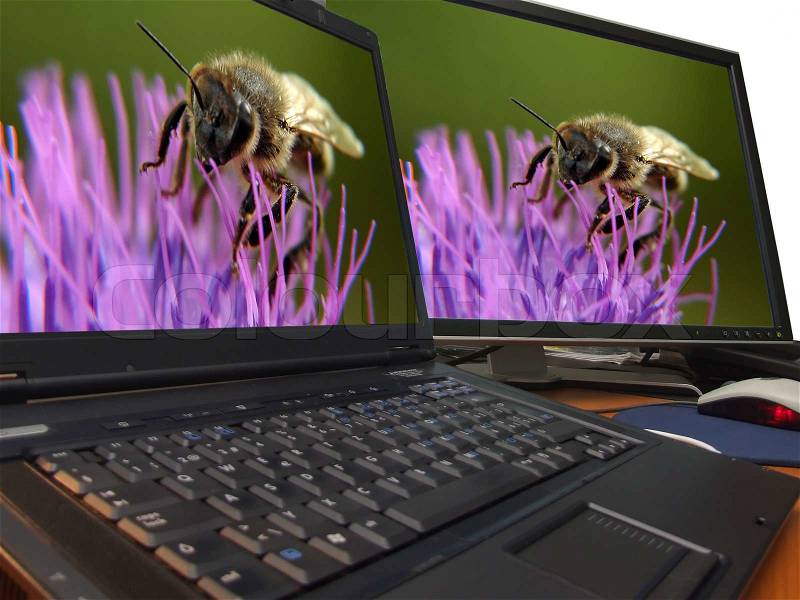 Bee macro on sharp dual display.., stock photo