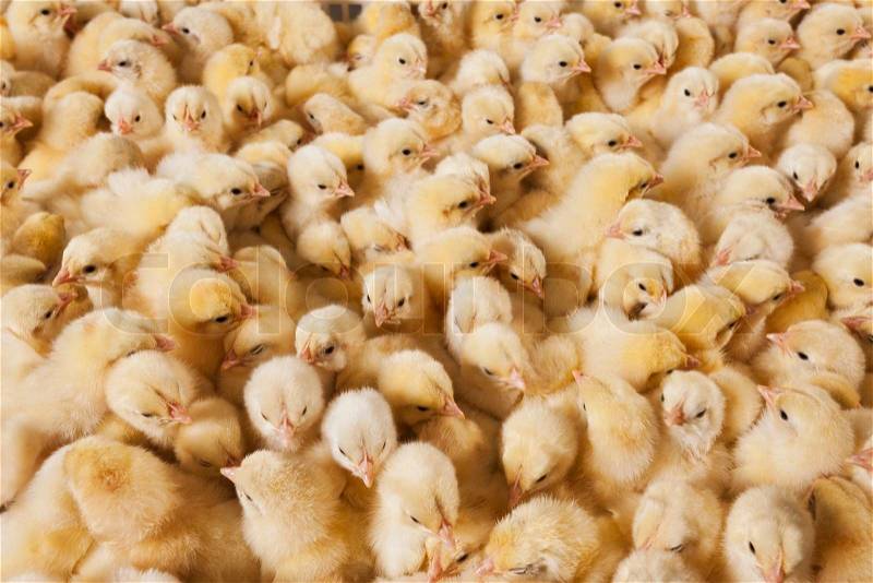 Large group of baby chicks on chicken farm, stock photo