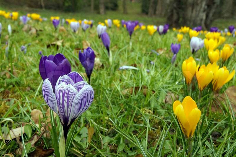 Blue and yellow crocus stands on a beautiful spring meadow in full bloom. A symbol of spring, nature\'s awakening and a sign for the coming Easter, stock photo