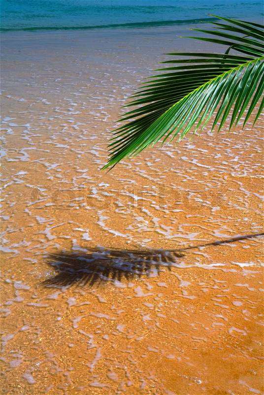 View of palm with it’s shadow on tropical beach, stock photo