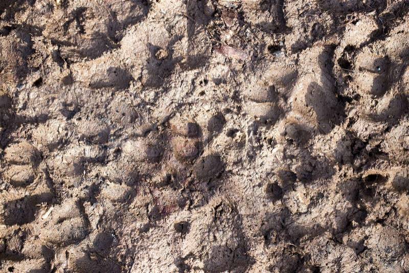 Dog footprints in the mud, stock photo