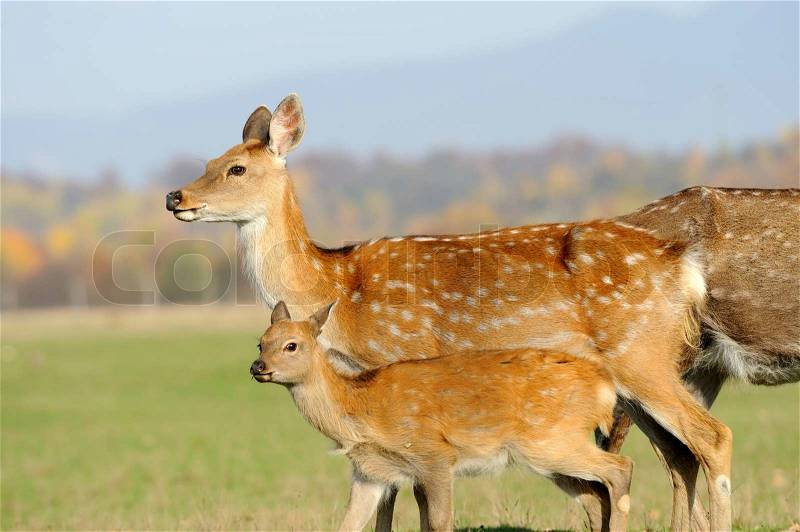 Young deer in autumn field, stock photo