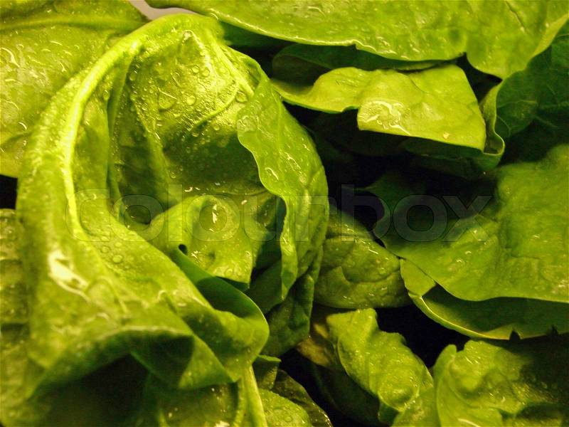 Lettuce background, stock photo