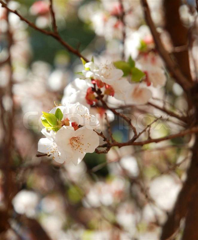 Soft Fragrant Beginnings, Orange Tree Blossoms, stock photo