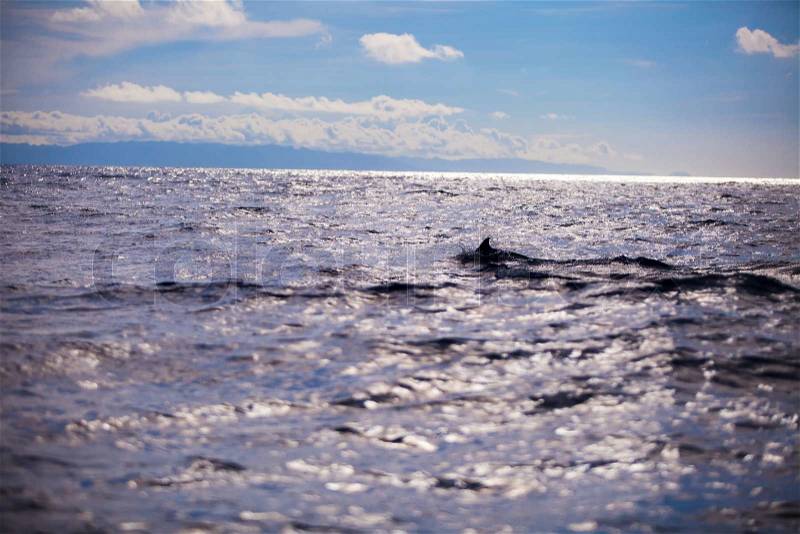 Dolphins in open blue sea swimming next to each other, stock photo