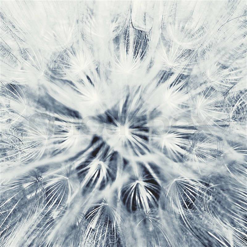 Dandelion flower. Abstract natural background for your design, stock photo
