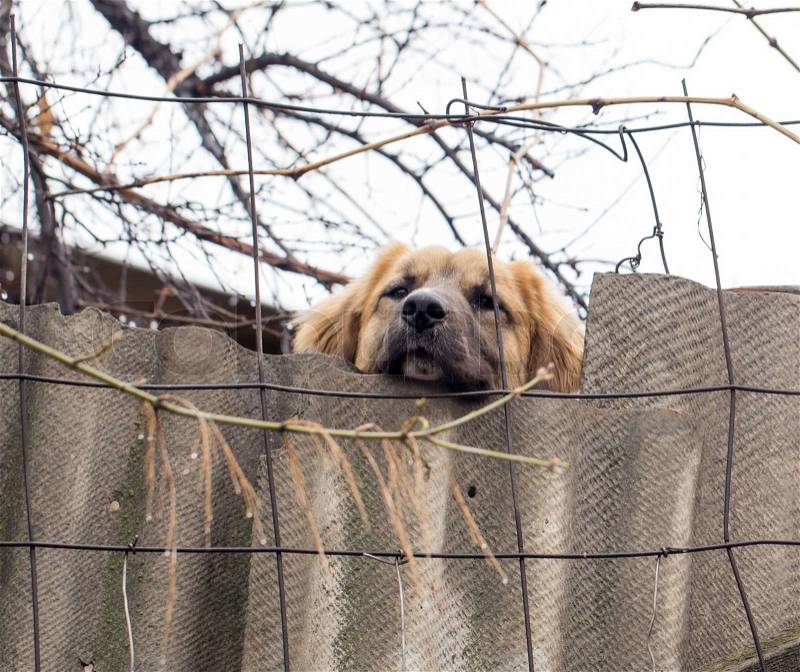Dog behind a fence, stock photo