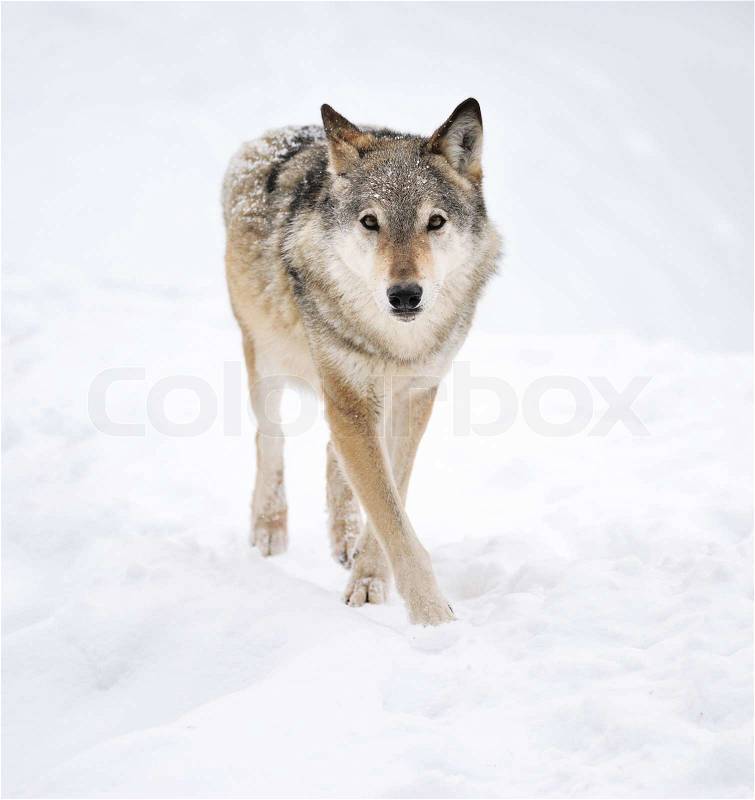 Beautiful wild gray wolf in winter, stock photo
