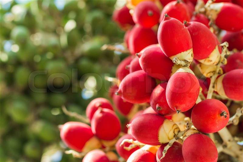 Close up ripen fruit of lipstick palm or sealing-wax palm or raja palm under sunlight, stock photo