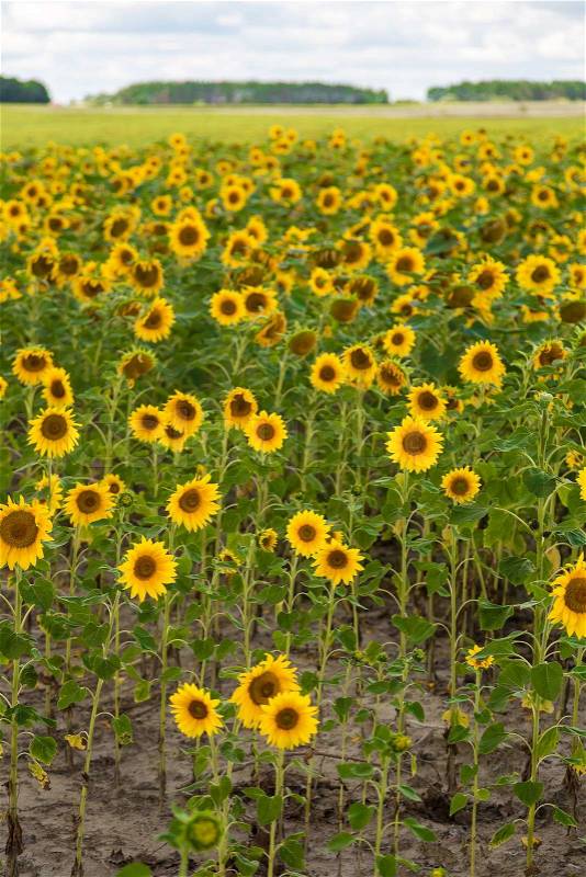 Blooming field of sunflowers on blue sky, stock photo
