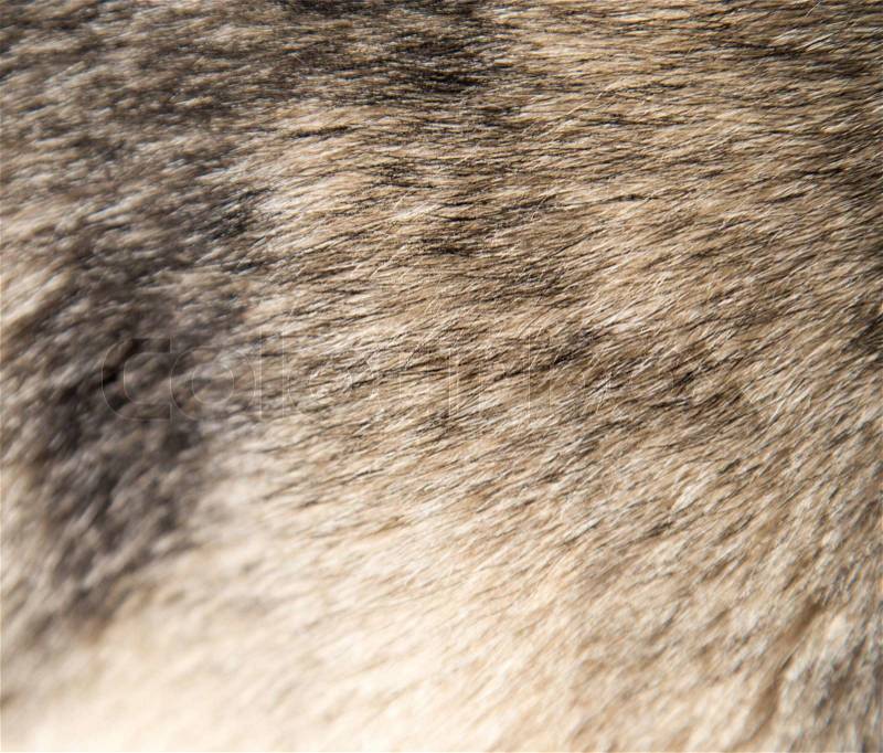 Dog fur as background, stock photo