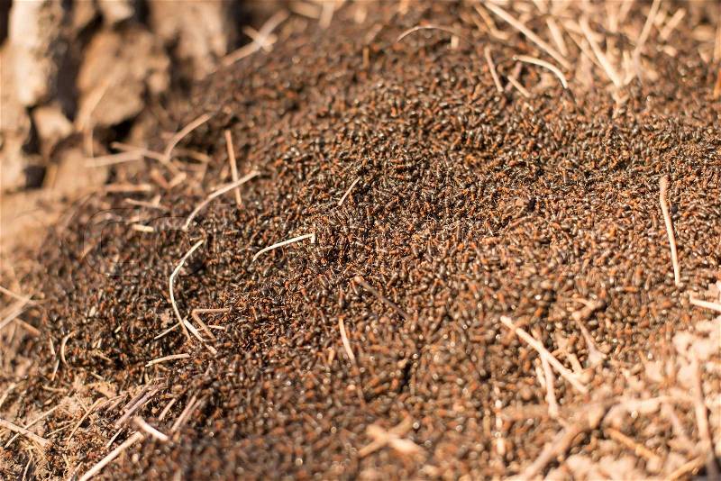Wood ants (Formica rufa) in the anthill macro photo, big anthill close up, ants moving in the anthill, selective focus, stock photo