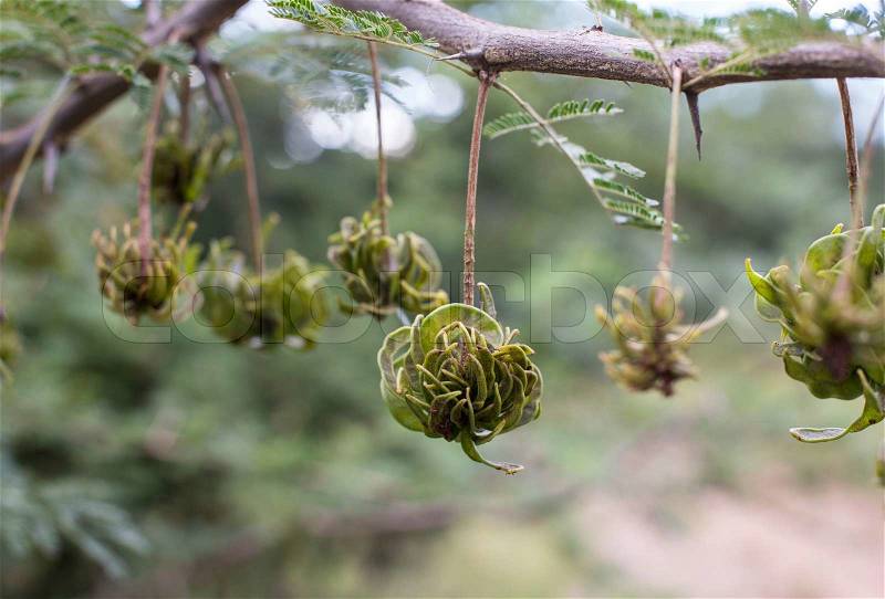 Macro of typical south african tree, stock photo