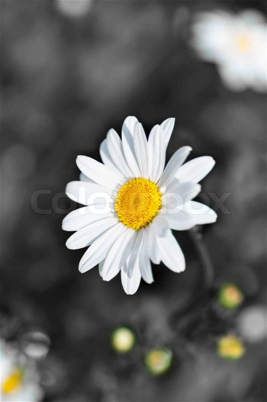 Flower of chamomile color to monochrome, stock photo