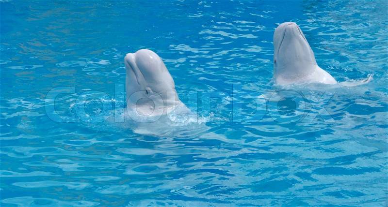 Two white beluga whales with their heads raised in unison above the blue water during a performance in captivity, stock photo