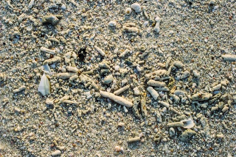 Dry dead coral on the sand, stock photo