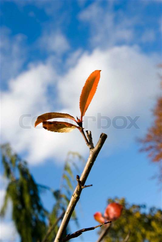 Sprouting leaves on a branch of a plant, stock photo