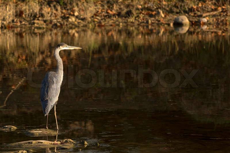 Photo of a Great Blue Heron as it hunts motionless for fish. Taken on the Scenic Maumee river in Northwest Ohio, stock photo