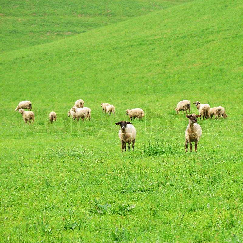 Group of sheep on a green pasture, stock photo