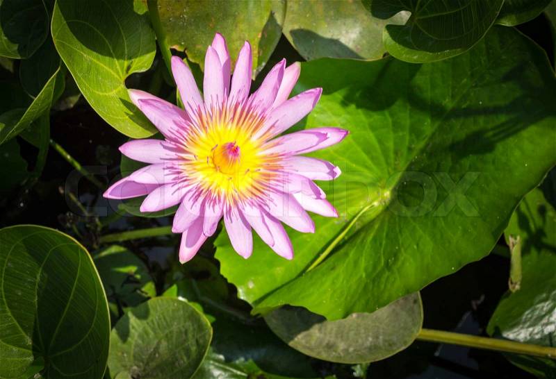 Water lily is blooming in the tub, stock photo