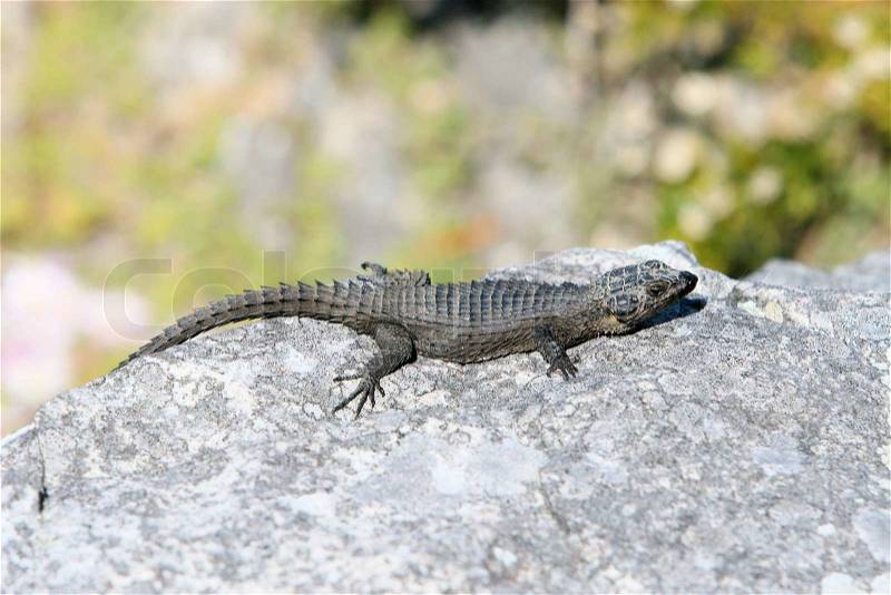 Stock image of \'reptile, reptiles, rock\'