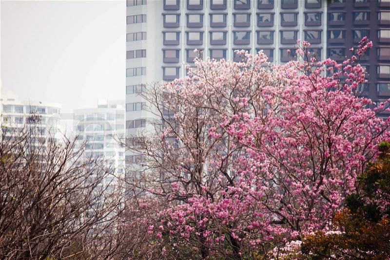 Pink lapacho tree against building background in bangkok, Thailand-retro style, stock photo
