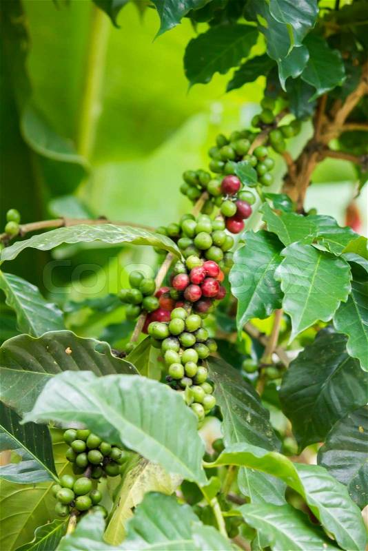 Green and red coffee beans on tree in Chiang Mai ,Thailand, stock photo