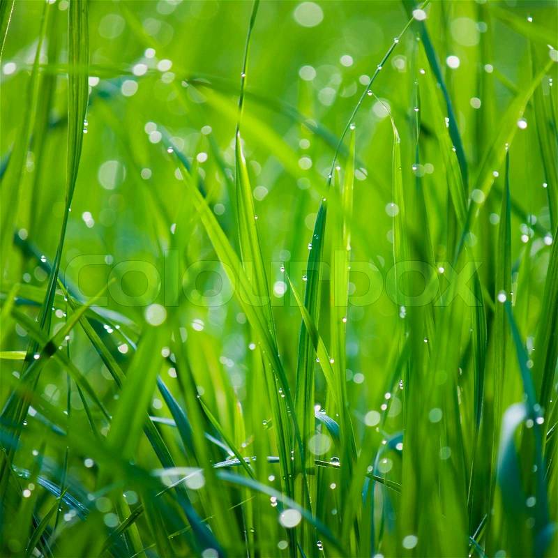 Background of dew drops on bright green grass, stock photo